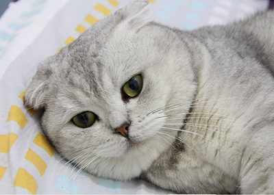 1457682887480234.png 英短猫咪.png