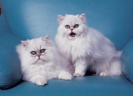 1465970697349810.jpg 金吉拉猫咪.jpg