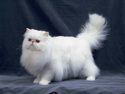 1469426440245136.png 波斯猫.png