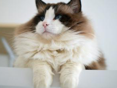 1469426449219513.jpg 布偶猫.jpg
