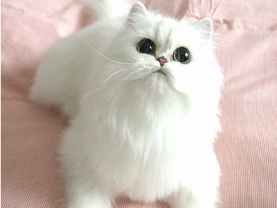 1471251183868259.png 波斯猫咪.png