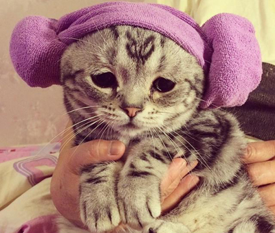 1471328920956644.jpg 猫咪3.jpg