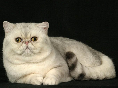 1471580088956824.png 异国短毛猫222.png