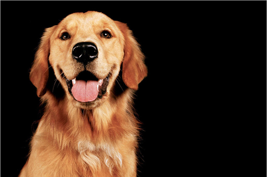 1488785107903592.jpg 金毛犬 (1).jpg