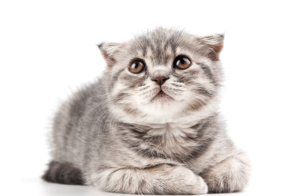 1517989187705978.gif dsftguiop86556565.gif